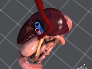 sistema digestivo umano Modello 3D