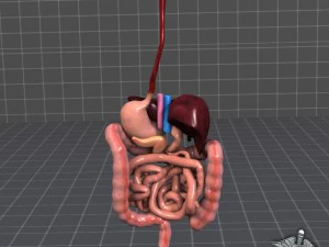 sistema digestivo umano Modello 3D