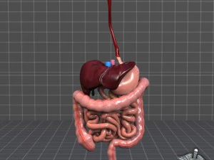 sistema digestivo umano Modello 3D