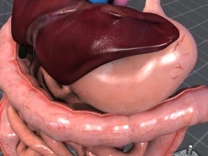 sistema digestivo umano Modello 3D