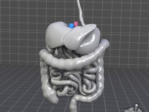 human digestive system Modelo 3D