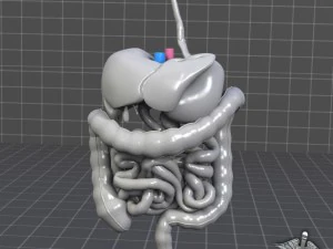 sistema digestivo umano Modello 3D