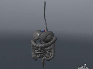 human digestive system Modelo 3D