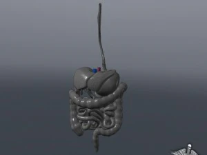 sistema digestivo umano Modello 3D