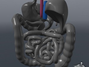 human digestive system Modelo 3D