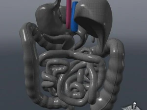 sistema digestivo umano Modello 3D