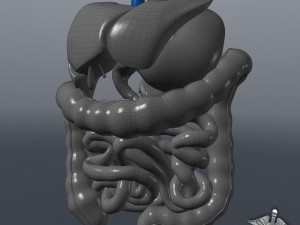 human digestive system Modelo 3D