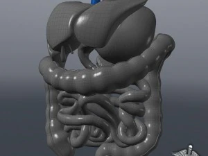 sistema digestivo umano Modello 3D