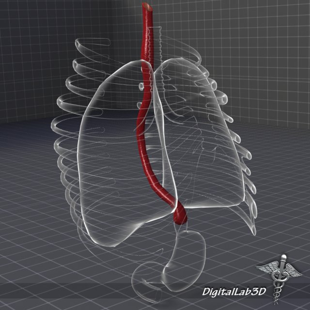 esophagus anatomy 3D Модель .c4d .max .obj .3ds .fbx .stl .blend 