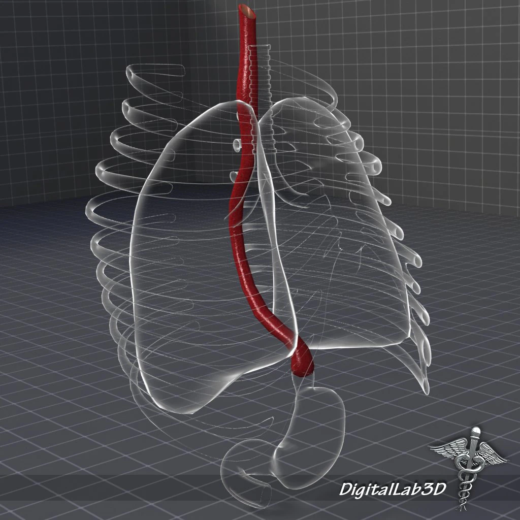esophagus anatomy 3D Model .c4d .max .obj .3ds .fbx .stl .blend 