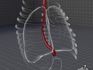 esophagus anatomy 3D-Modell