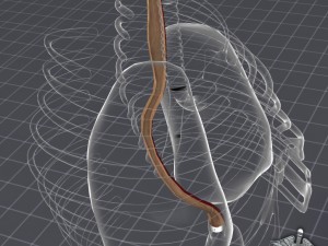 esophagus anatomy 3D Модель