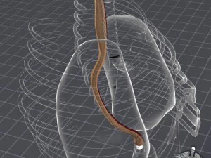 esophagus anatomy 3D Model