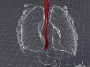 esophagus anatomy 3D Модель