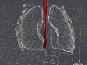 esophagus anatomy 3D Model