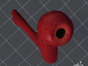 esophagus anatomy 3D Model