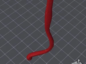 esophagus anatomy 3D Model