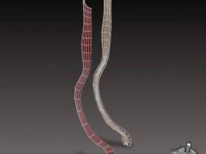 esophagus anatomy 3D Model