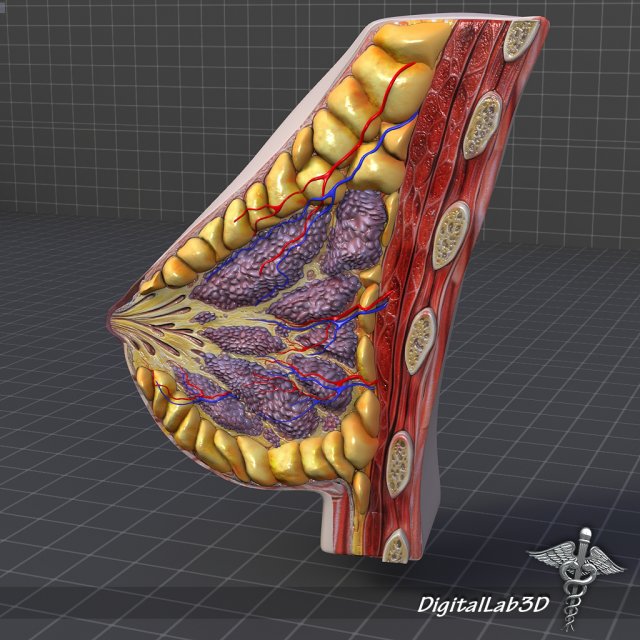 human female breast anatomy 3D Model .c4d .max .obj .3ds .fbx .stl .blend 