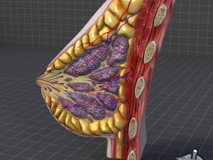 anatomia da mama feminina humana Modelo 3D