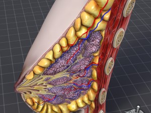 human female breast anatomy 3D Model