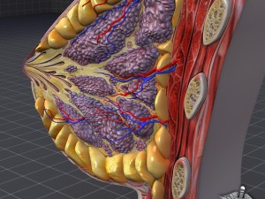 human female breast anatomy 3D Model