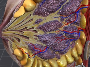 human female breast anatomy 3D Model