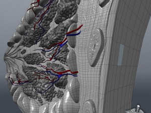 human female breast anatomy 3D Model
