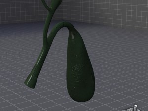 gall bladder anatomy Model 3D