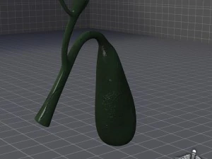 gall bladder anatomy 3D Model