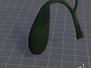 gall bladder anatomy Model 3D