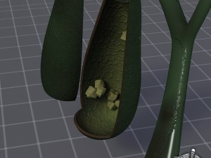 gall bladder anatomy Model 3D