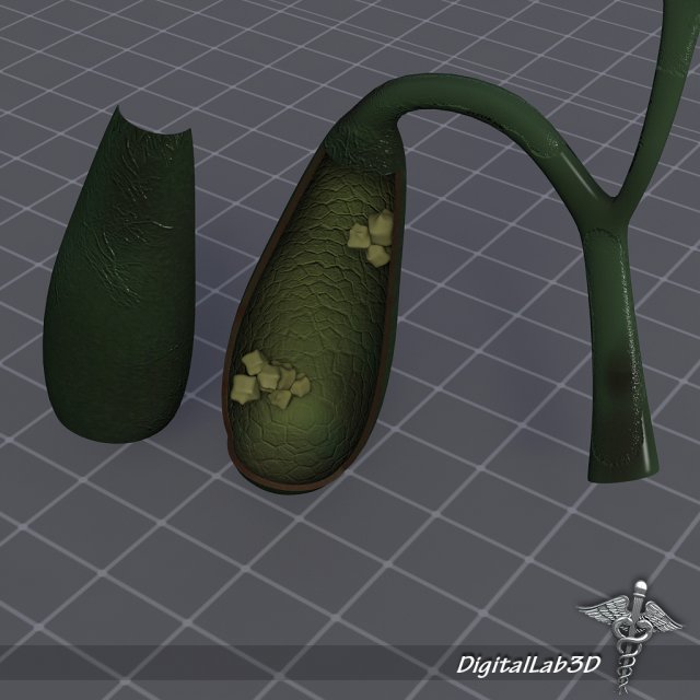 gall bladder anatomy Model 3D .c4d .max .obj .3ds .fbx .stl .blend 