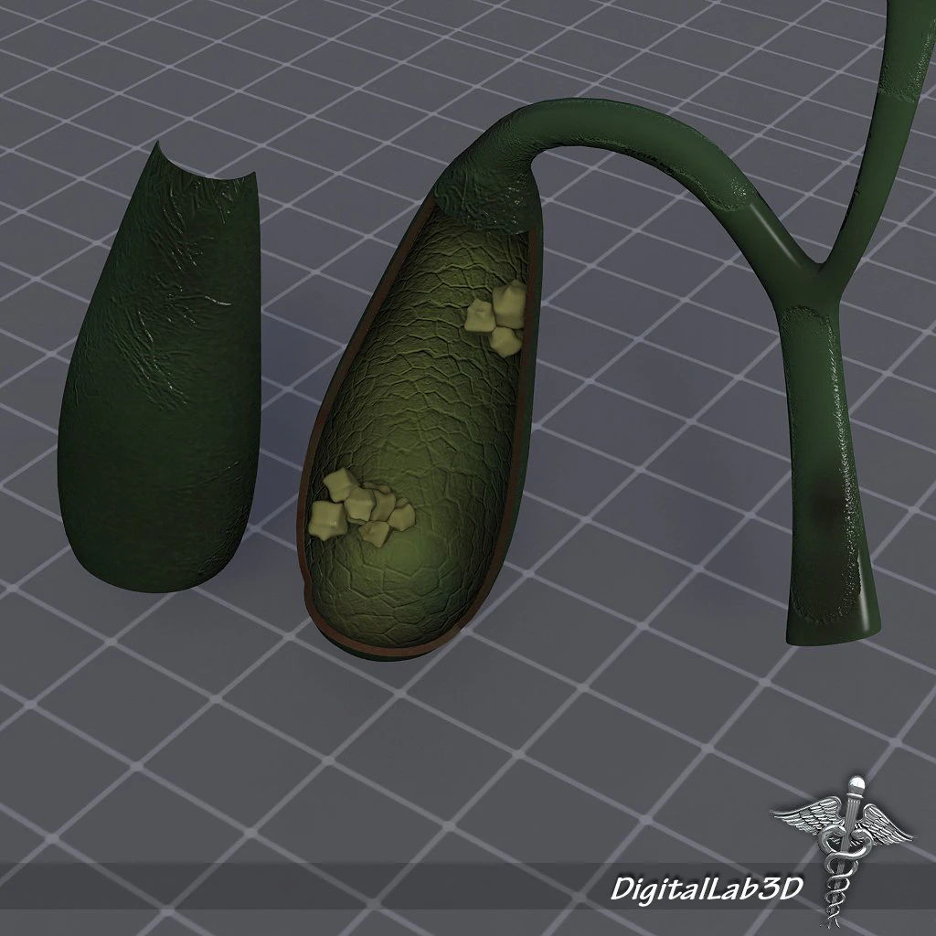 gall bladder anatomy 3D Model .c4d .max .obj .3ds .fbx .stl .blend 