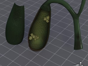 gall bladder anatomy 3D Model