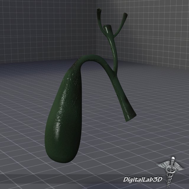 gall bladder Model 3D .c4d .max .obj .3ds .fbx .stl .blend 