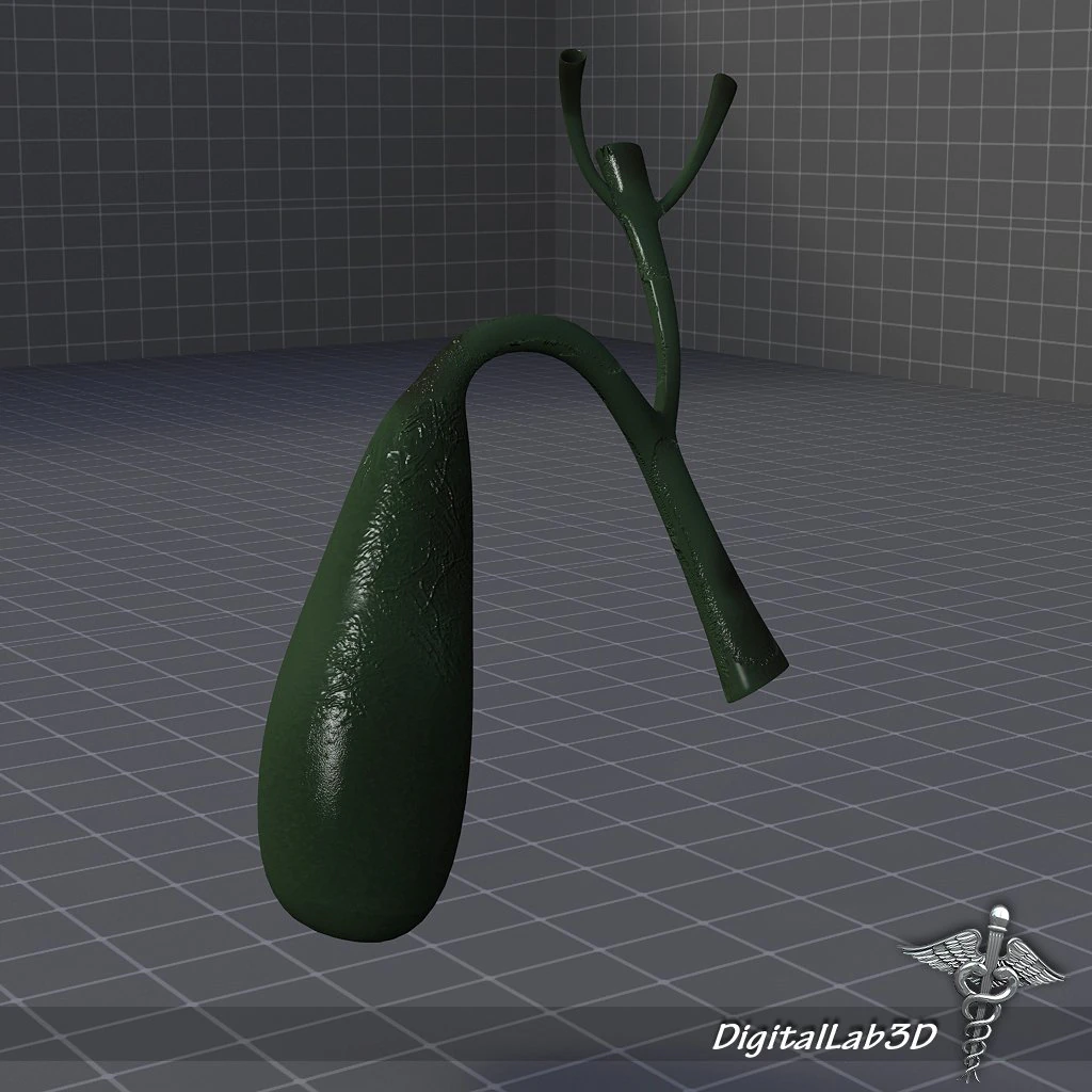 gall bladder 3D Model .c4d .max .obj .3ds .fbx .stl .blend 