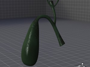 gall bladder Model 3D