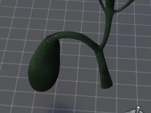 gall bladder 3D Model