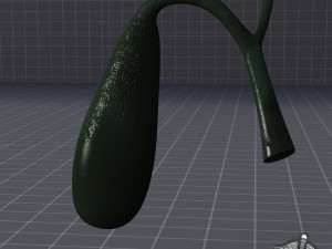 gall bladder Model 3D