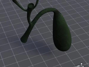 gall bladder 3D Model