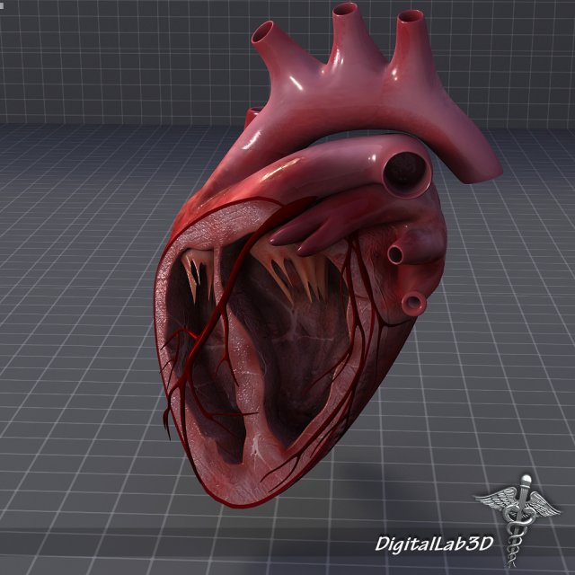 heart anatomy 3D Модель .c4d .max .obj .3ds .fbx .stl .blend 