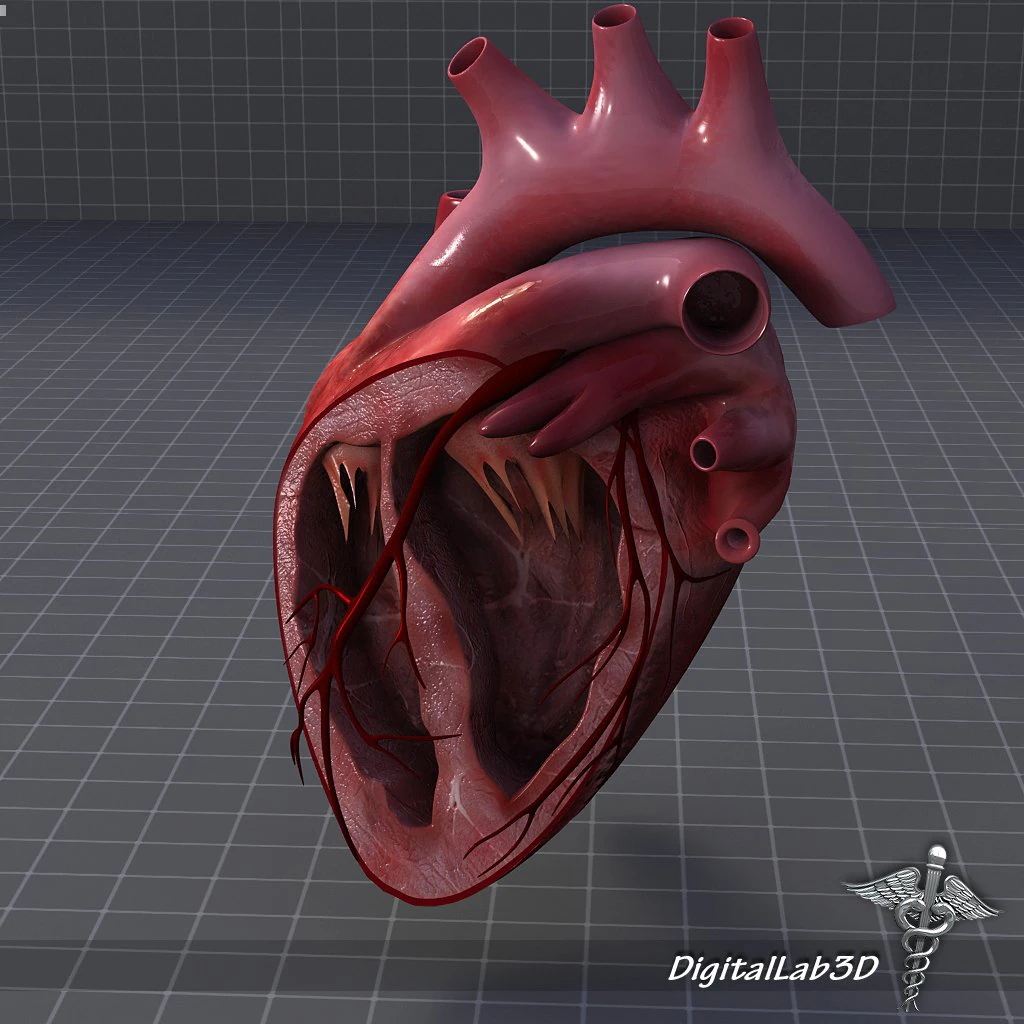 heart anatomy 3D Model .c4d .max .obj .3ds .fbx .stl .blend 
