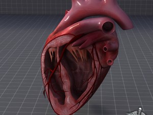 heart anatomy 3D Model