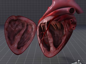 heart anatomy 3D Модель