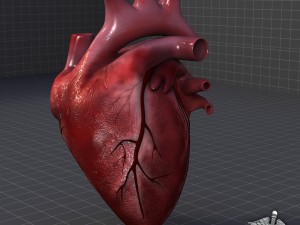 heart anatomy 3D Модель