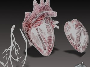 heart anatomy 3D Модель