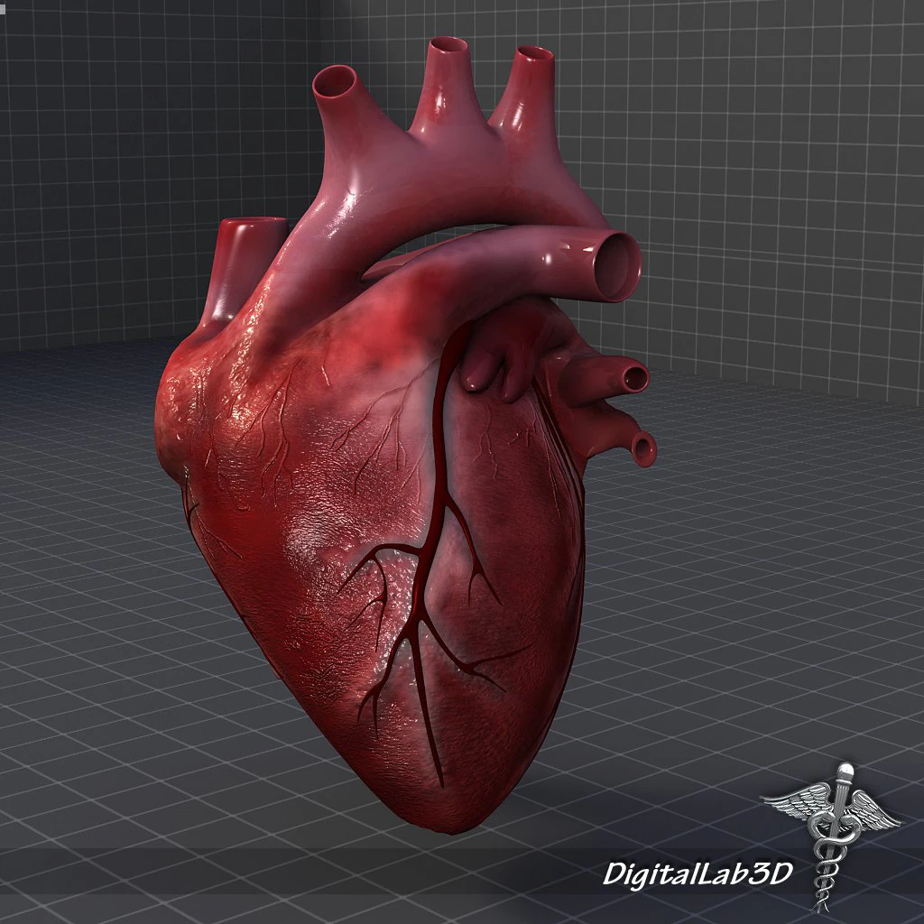cuore umano Modello 3D .c4d .max .obj .3ds .fbx .stl .blend 