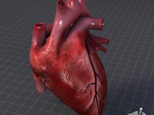 human heart 3D Модель