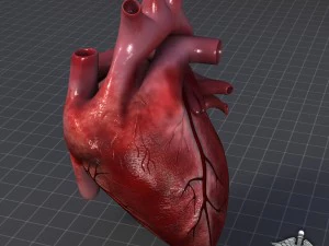 cuore umano Modello 3D